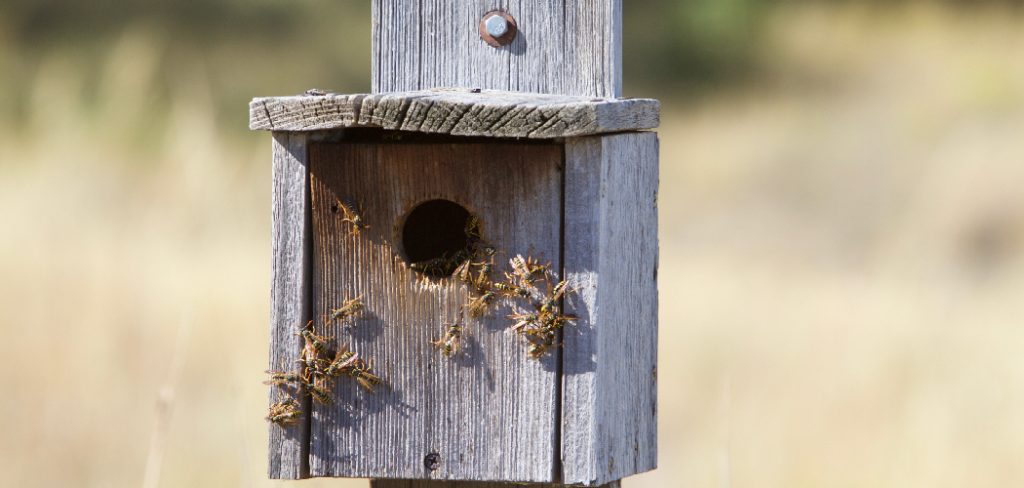 How to Build a Carpenter Bee House