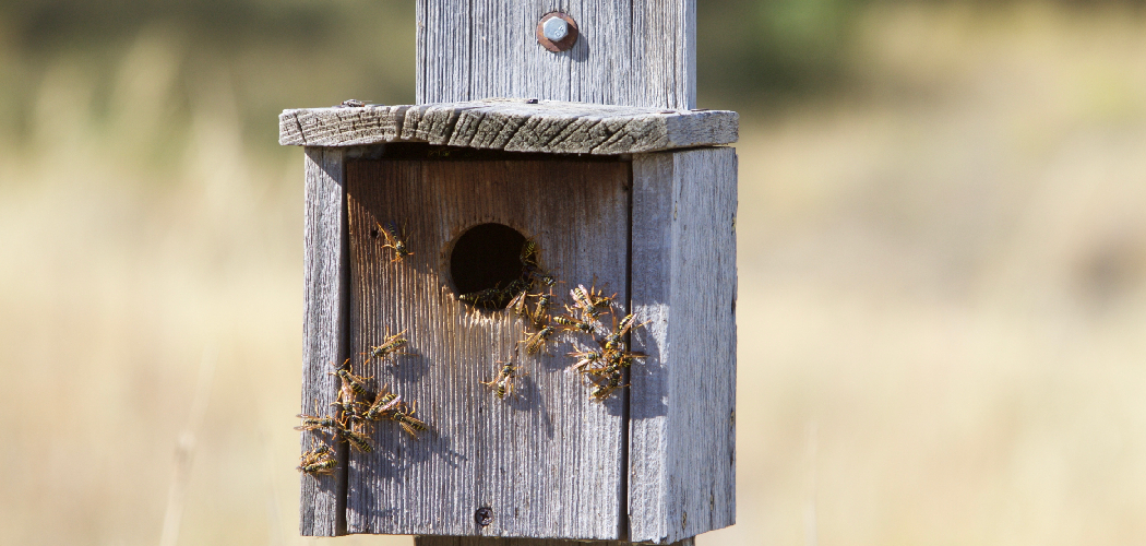 How to Build a Carpenter Bee House