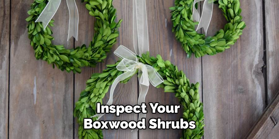 Inspect Your 
Boxwood Shrubs
