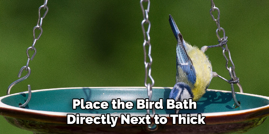 Place the Bird Bath
Directly Next to Thick