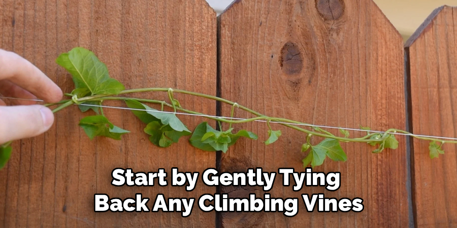 Start by Gently Tying
Back Any Climbing Vines